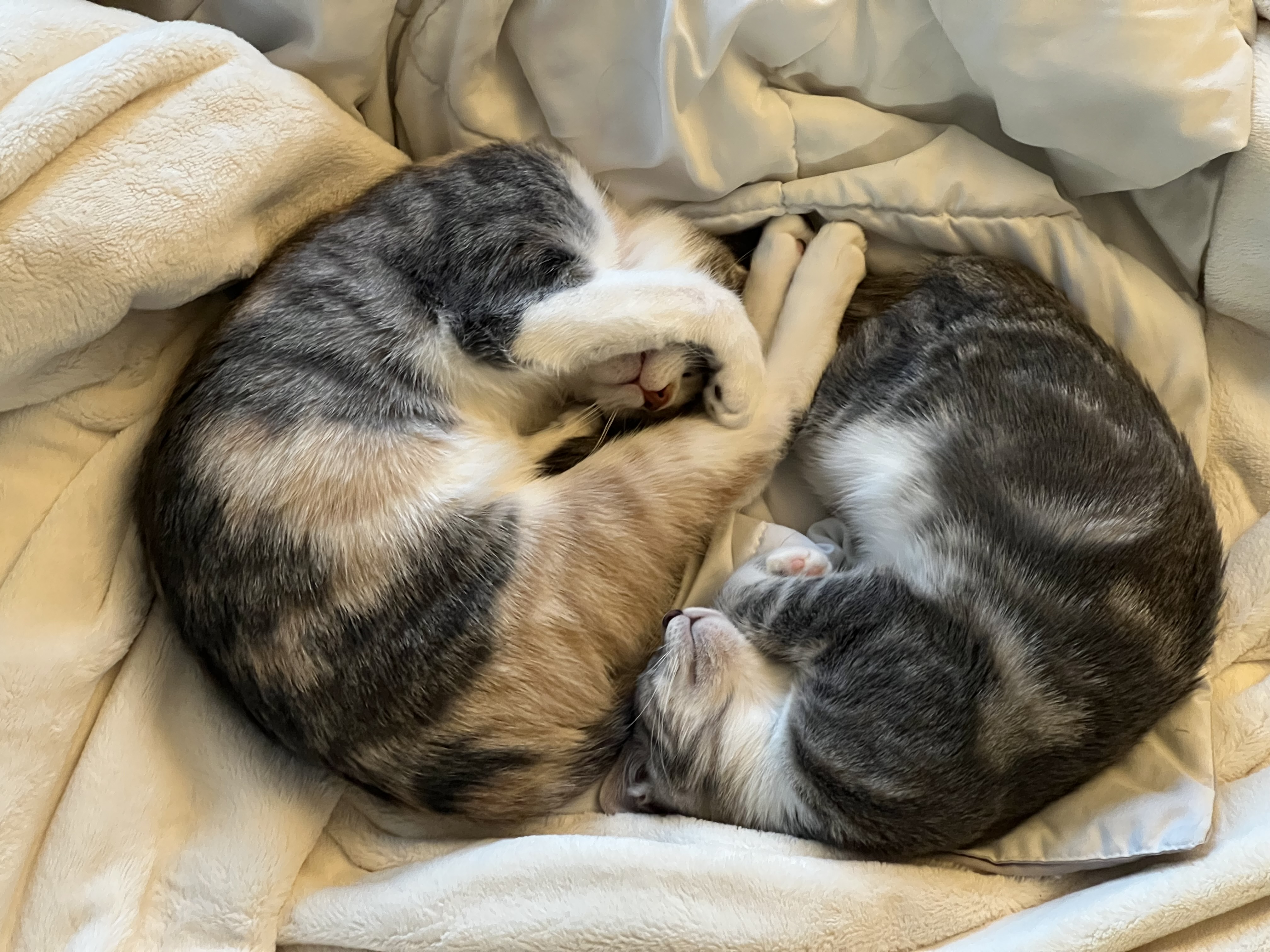 Two cats curled up together